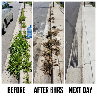 𝟐-𝐢𝐧-𝟏 𝐌𝐚𝐱 𝐒𝐭𝐫𝐞𝐧𝐠𝐭𝐡 𝐇𝐞𝐫𝐛𝐢𝐜𝐢𝐝𝐞: Fast Acting Results on Glyphosate-Resistant Weeds🏆